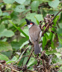 Red-whiskered bulbul, or crested bulbul, is a passerine bird native to Asia. It is a member of the bulbul family.