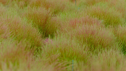 コキアの広がる緑と紅葉の風景