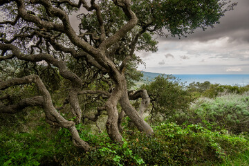 Gnarly Tree Overlooks The Pacific Ocean Off Of Santa Cruz Island