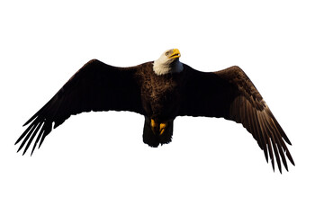Bald eagle (Haliaeetus leucocephalus) in flight. Isolated on a transparent background. Clipped from...
