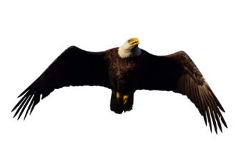 Bald eagle (Haliaeetus leucocephalus) in flight. Isolated on a transparent background. Clipped from my original photo. and masked to be isolated on a blank background