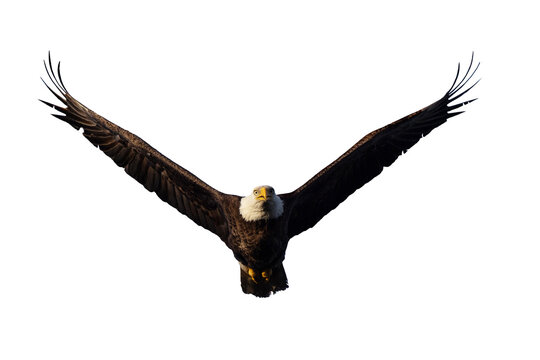 Bald eagle (Haliaeetus leucocephalus) in flight. Isolated on a transparent background. Clipped from my original photo. and masked to be isolated on a blank background