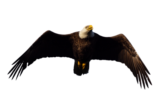 Bald eagle (Haliaeetus leucocephalus) in flight. Isolated on a transparent background. Clipped from my original photo. and masked to be isolated on a blank background