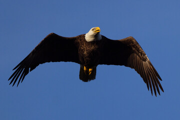 Bald eagle (Haliaeetus leucocephalus) flying in a clear blue sky over Florida's Myakka River State Park