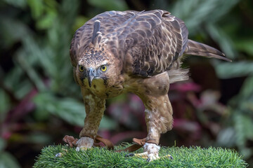 Portrait of a Javan Hawk Eagle 