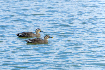 穏やかな水辺を泳ぐカルガモ