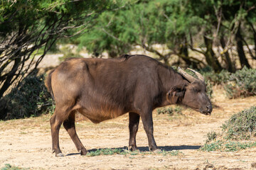Búfalo, syncerus caffer nanus, pastando en la reserva africana de Sigean