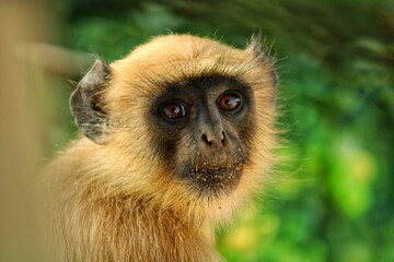 Closeup Of Monkey
