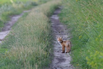 red fox in the field