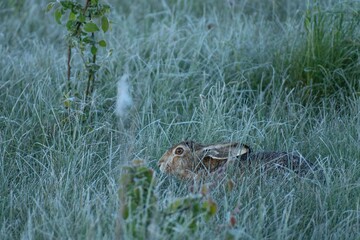 rabbit in the grass
