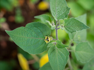 detail of a Cape gooseberry or goldenberry plant in bloom (Physalis peruviana) with blurred background - Physalis plant