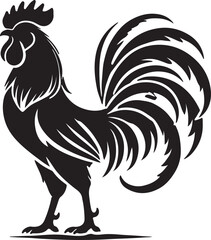 rooster isolated on white background