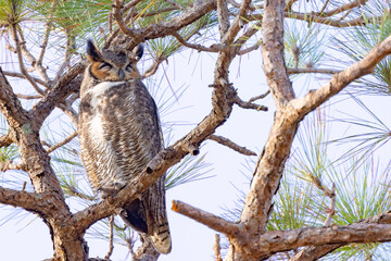 A sleepy great-horned owl (Bubo virginianus) in a pine tree at Robinson Preserve, Florida