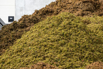 Wine press cuts chardonnay wine grapes skins, champagne wine making process, in grand cru villages Oger and Mesnil-sur-Oger, Champagne, France