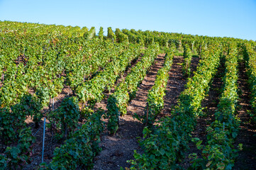 Harvest on hilly grand cru Champagne vineyards, rows of pinot noir and meunier grapes in Montagne...