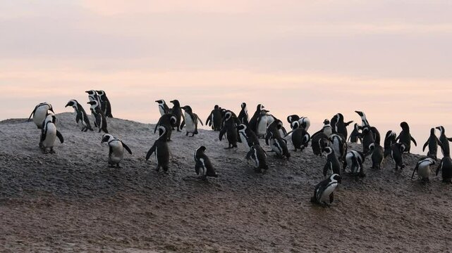 African penguins (Spheniscus demersus) during sunrise, standing on and between the rocks. Filmed on the coast in Boulder's Beach near Cape Town, Simon&rsquo;s Town, South Africa.