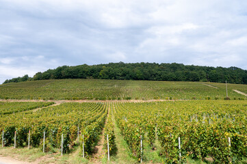 Landscape with green grand cru vineyards near Cramant and Avize, region Champagne, France. Cultivation of white chardonnay wine grape on chalky soils of Cote des Blancs