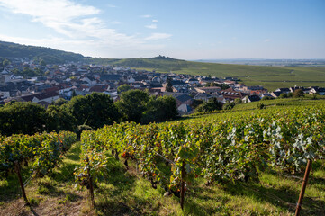 Harvest on hilly grand cru Champagne vineyards, rows of pinot noir and meunier grapes in Montagne de Reims, Verzy and Verzenay, Champagne, France in September