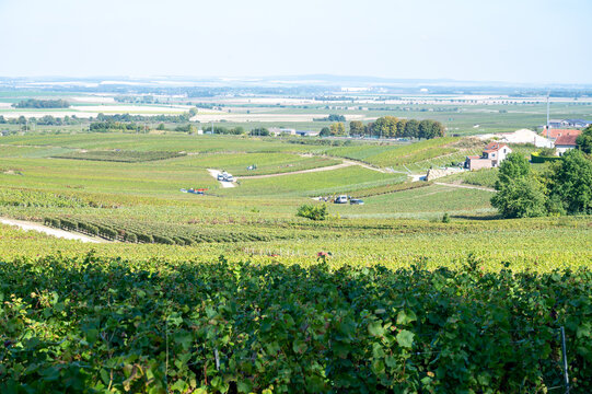 Harvesting works on premier cru champagne vineyards in September near villages Ludes in Val de Livre, Champange, France