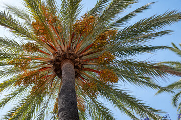 Plantation of Phoenix dactylifera, commonly known as date or date palm trees in Arava and Negev...
