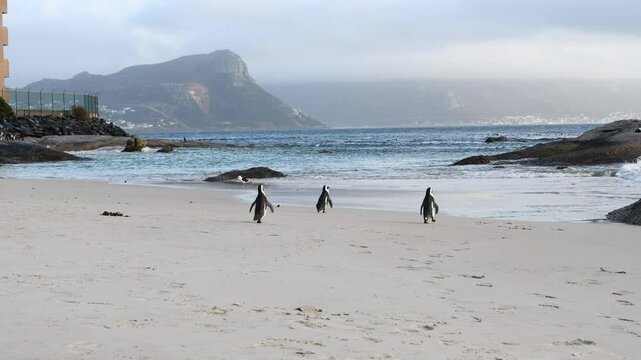 African penguins (Spheniscus demersus) walking from penguin town to the beach, early in the morning to swim in the sea. Filmed on the coast in Boulder's Beach near Cape Town, Simon&rsquo;s Town South Africa