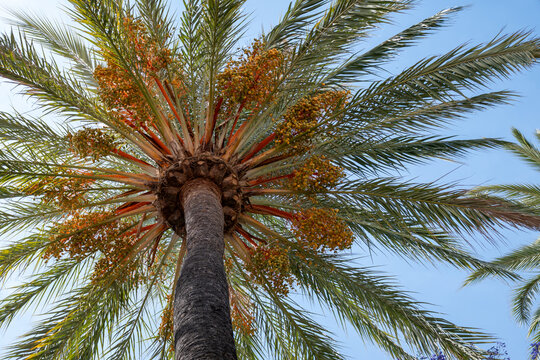 Plantation of Phoenix dactylifera, commonly known as date or date palm trees in Arava and Negev desert, Israel, cultivation sweet delicious Medjool date fruits