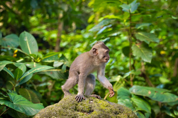 Balinese Monkey