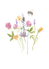 Wildflower bouquet with clever, tulip, lavender, chamomile and fly bee isolated on transparent background. Hand drawn watercolor illustration