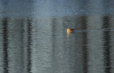 lonely teal duck on the lake, nice reflection on the water surface, grey blue colours on the lake, teal swimming on the lake, female teals, Anas crecca