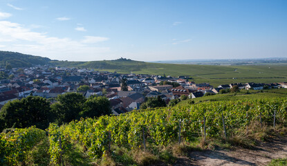 View on grand cru Champagne vineyards near Moulin de Verzenay, rows of pinot noir grape plants in...