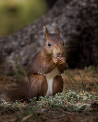 ardilla en el bosque