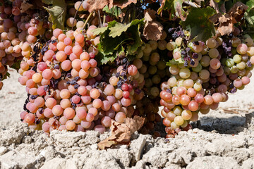 Harvest on famous sherry wines grape vineyards in Andalusia, Spain, sweet pedro ximenez or muscat,...