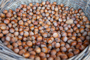 Wicker basket with collected hazelnuts, cultivation of AOP walnuts in Perigord, Dordogne, France