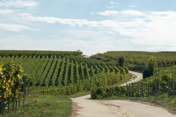 Harvest time on green grand cru vineyards near Oger and Mesnil-sur-Oger, region Champagne, France....