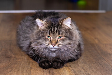 A fluffy cat peacefully resting on a warm wooden floor, creating a cozy atmosphere