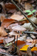 Divercity of wild mushrooms of Mullerthal, Luxembourg's Little Switzerland, hiking routes, rock formations, moss-covered forests, tourist destination in Europe