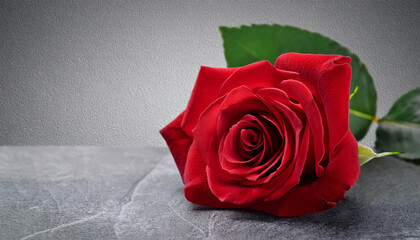 single red rose lying across textured gray background