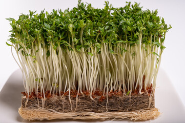 Healthy food, young sprouts plants of green cress grass salad herb ready for consumption