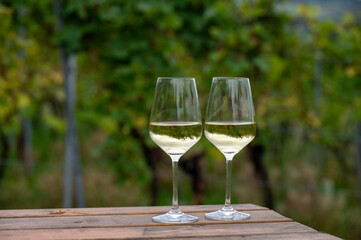 Glasses of white dry riesling wine made on Moselle river valley in Germany or Luxembourg, view on...