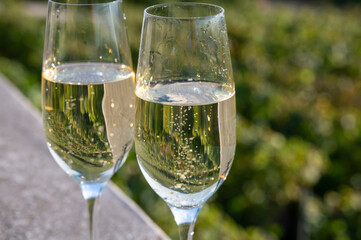 Obraz premium Tasting of Champagne sparkling wine with little bubbles on green vineyards near Ludes, Louvois, Val de Livre, Champagne, France