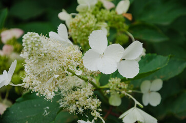 White hydrangea moth variety blooms with white flowers