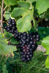 Ripe clusters of pinot meunier or pinot noir grapes at autuimn on champagne vineyards during harvest in September near villages Ludes in Val de Livre, Champange, France