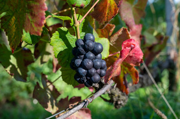 Ripe clusters of pinot meunier or pinot noir grapes at autuimn on champagne vineyards during harvest in September near villages Ludes in Val de Livre, Champange, France