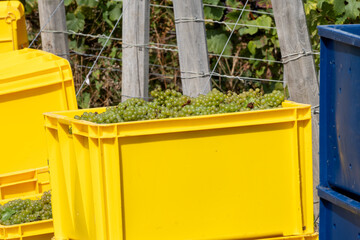 Box with ripe chardonnay wine grapes, growing on  chalky soils of Cote des Blancs, harvest on green grand cru vineyards near Oger and Mesnil-sur-Oger,  Champagne, France