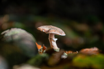 Divercity of wild mushrooms of Mullerthal, Luxembourg's Little Switzerland, hiking routes, rock formations, moss-covered forests, tourist destination in Europe