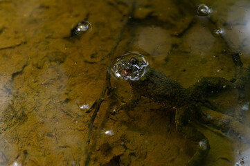 Common toad (Bufo bufo) partially submerged in dirty water in a natural pond