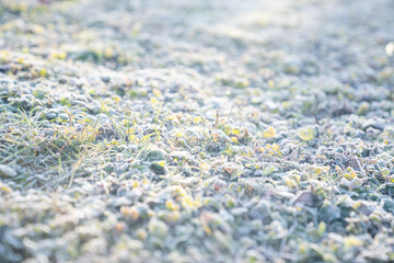 Grass with frost in the winter