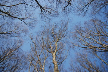 trees brunches and sky © Szymon