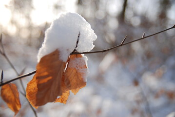 branch in snow