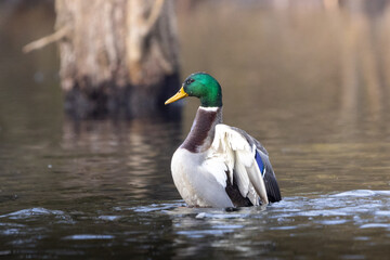Obraz premium A male mallard duck standing up to dry his wings